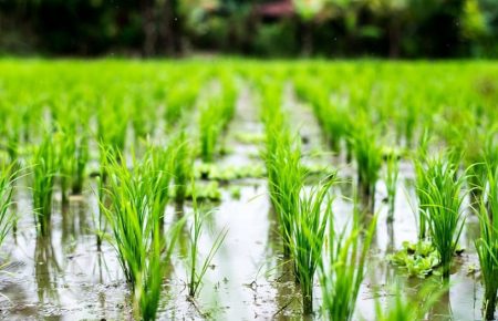 نقش آب در کشت برنج